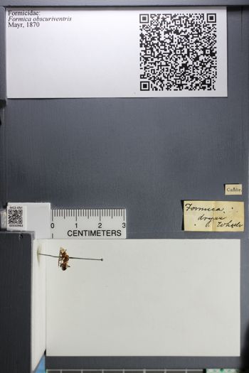 Media type: image;   Entomology 550963